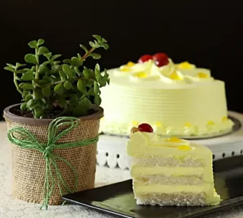 Jade Plant & Eggless Butterscotch Cake