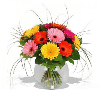 Mixed Gerberas