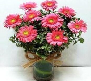 Light Pink Gerbera