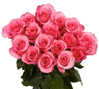 Pink Beauty – Bunch Of Pink Roses