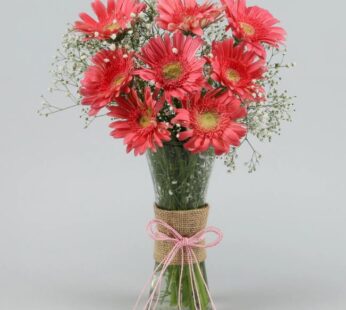 Dark Pink Gerberas