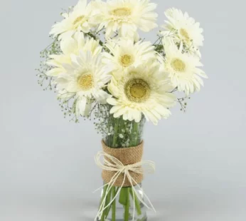 White Gerberas