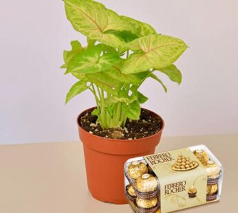 Air Purifier Plant And Choco