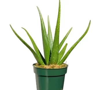 Aloe Vera Gift – Be Healthy