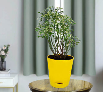 Aralia Plant in Yellow Self watering Planter