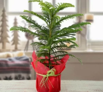 Araucaria Plant – Bring