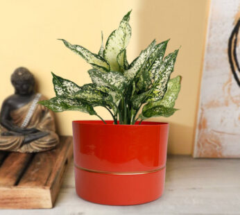 Attractive Red Metal Potted