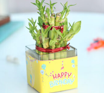 Bamboo Birthday Plant