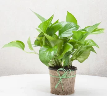 Calm Money Plant