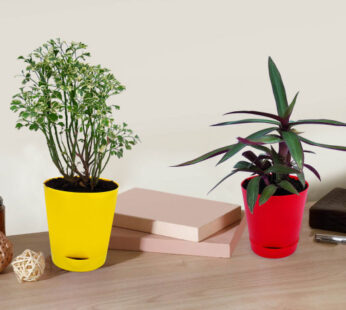 Aralia Plant in Yellow Planter and Roheo Plant