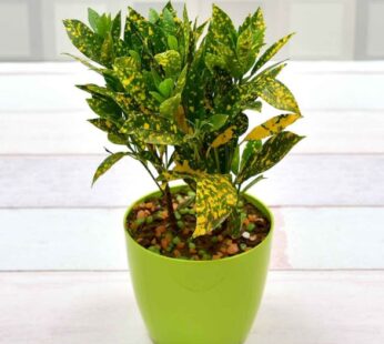 Croton Plant – Fresh Green