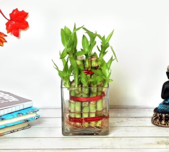2 Layer Lucky Bamboo Plant