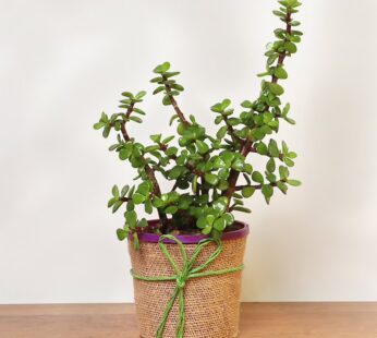 Jade Plant