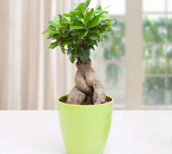 Ficus Ginseng Bonsai Plant