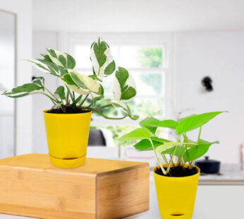 Golden Money Plant in Yellow Planter