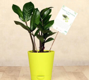 Green Vase Zamia Plant