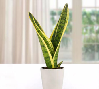 Lush Green Sansevieria