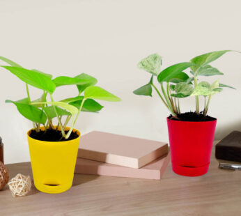 Money Planter in Yellow Pot & Marble Queen Money Plant