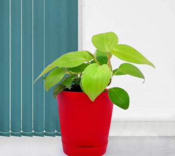 Oxycardium Golden Plant in Red Planter