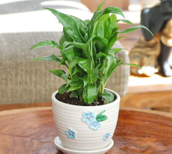 Peace Lily Floral Ceramic