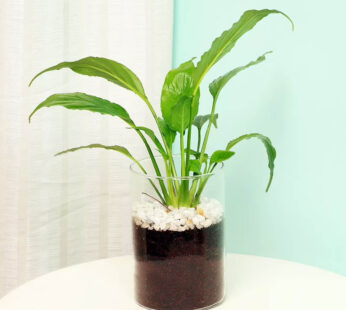 Peace Lily Terrarium Plants