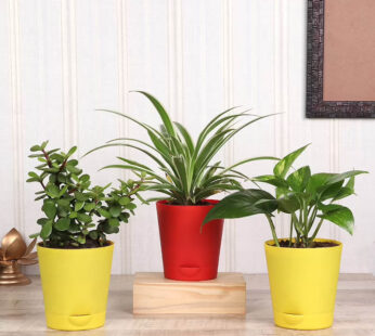 Perfect Trio Plant