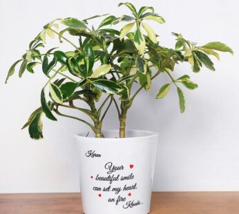 Personalised Yours Schefflera