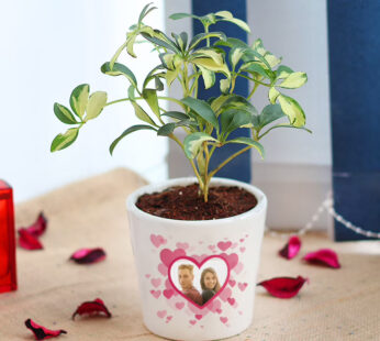 Personalized Photo Schefflera