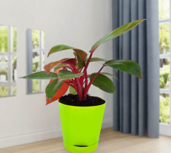 Philodendron Red – Plant