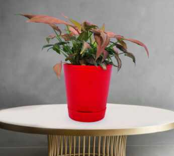 Pink Plant in Red Self watering Planter