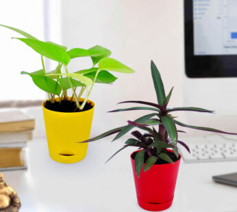 Plant and Golden Money Plant in Yellow Planter Combo