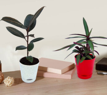 Rubber Plant and Roheo Plant Combo