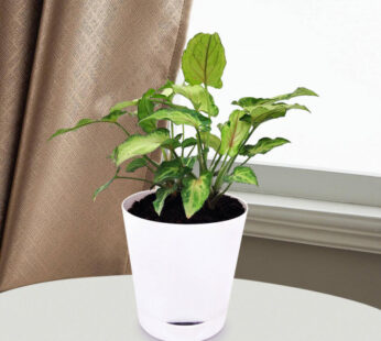 Air Purifying Syngonium Plant