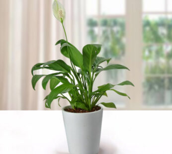 Potted Peace Lily Plant