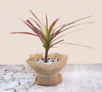 Red Dracena Plant