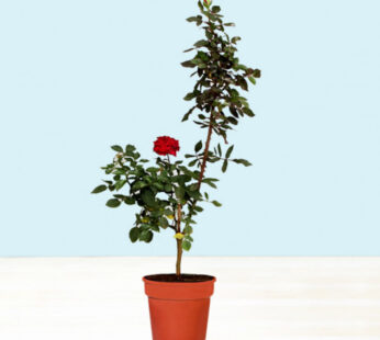 Red Rose Plant