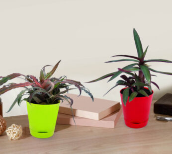 trifasciata Hahnii, Snake Plant along with Roheo Plant