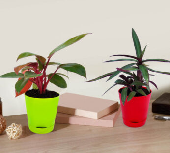 Roheo Plant and Philodendron Red Plant