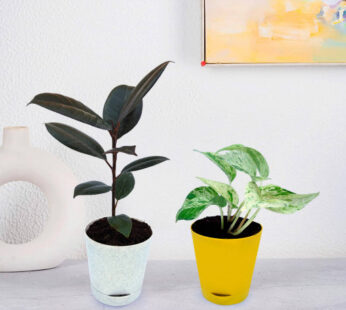 Plant and Marble Queen Money Plant Combo in Self Watering Pot