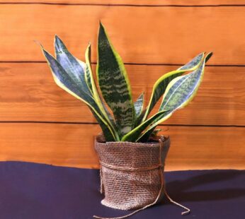 Sansevieria Air Purifying