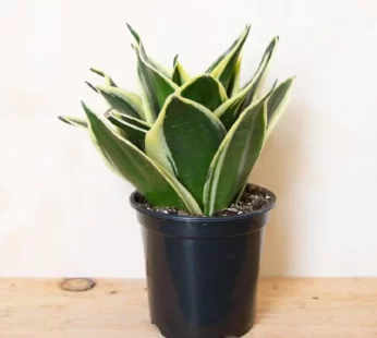 Sansevieria – Make World