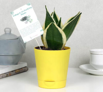 Sansevieria Plant