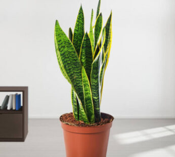 Sansevieria Trifasciata Potted Plant