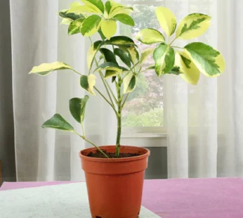 Schefflera Plant – Freshen