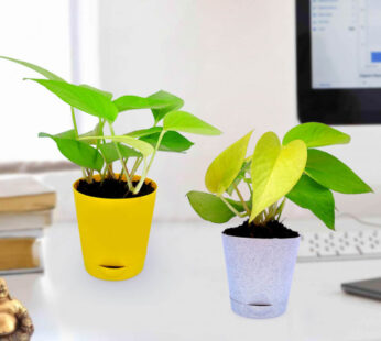 Set of 2 Golden Money Plant