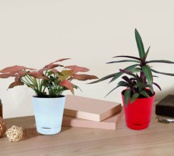 Set of Pink Syngonium Plant and Roheo Plant