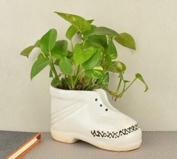 Shoe Potted Money Plant