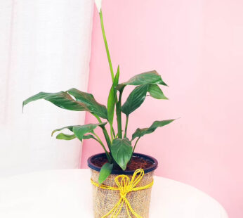 Sophisticated Peace Lily