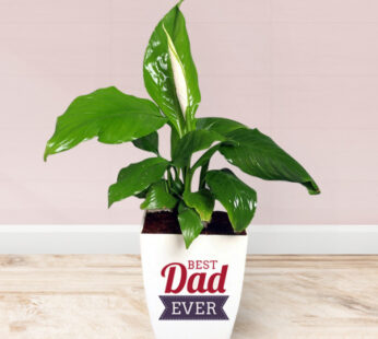 Spathiphyllum Plant in Customized Pot