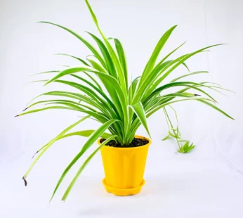 Spider Plant Surprise Gift